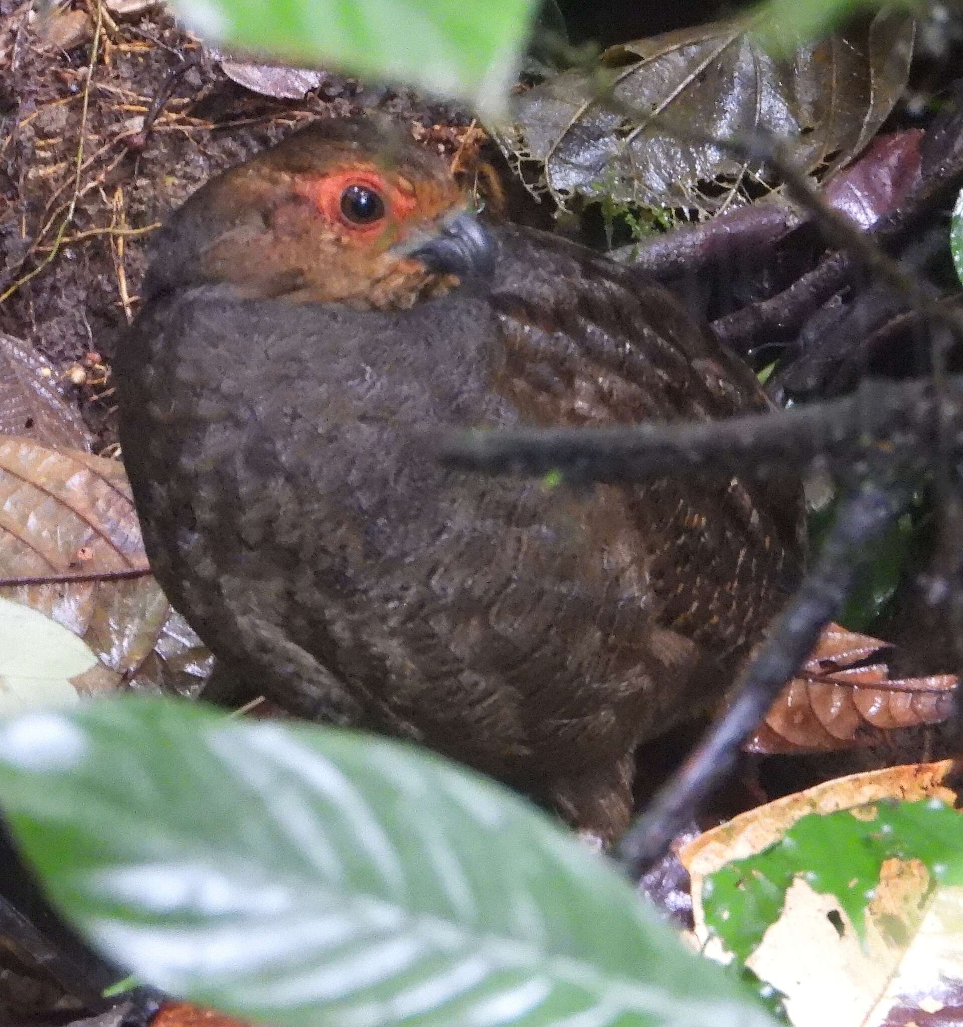 Image of Marbled Wood Quail