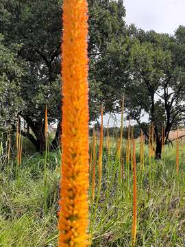 Image of Kniphofia multiflora J. M. Wood & M. S. Evans