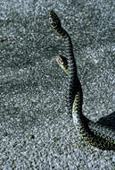 Image of Whip Snakes