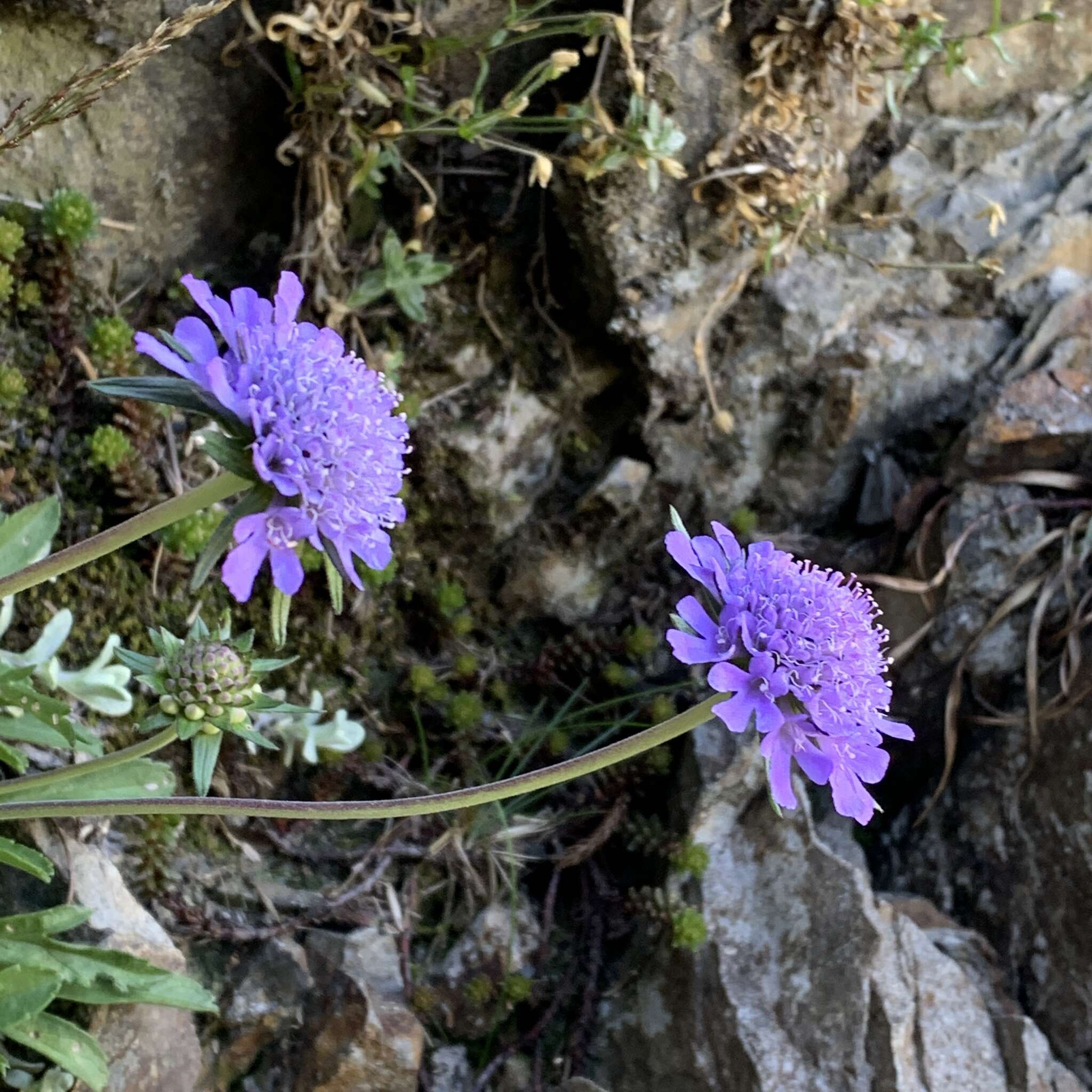 Image de Scabiosa lacerifolia Hayata