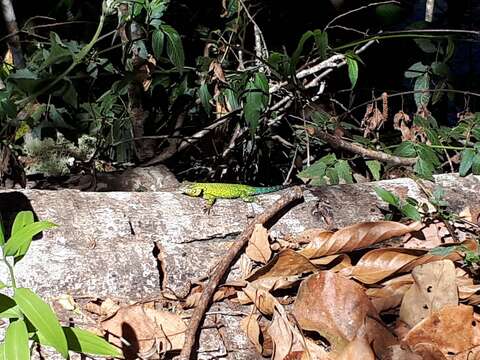 Image of Green Spiny Lizard