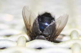 صورة Calliphora quadrimaculata (Swederus 1787)