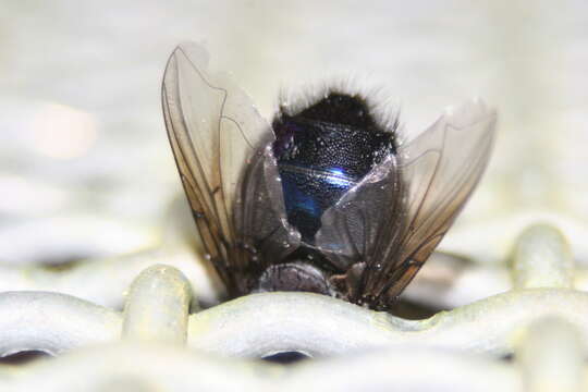 Image of New Zealand blue blowfly