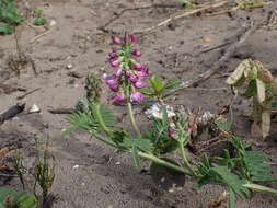 Image of Lessertia kensitii L. Bolus