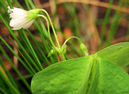 Sivun Oxalis trilliifolia Hook. kuva