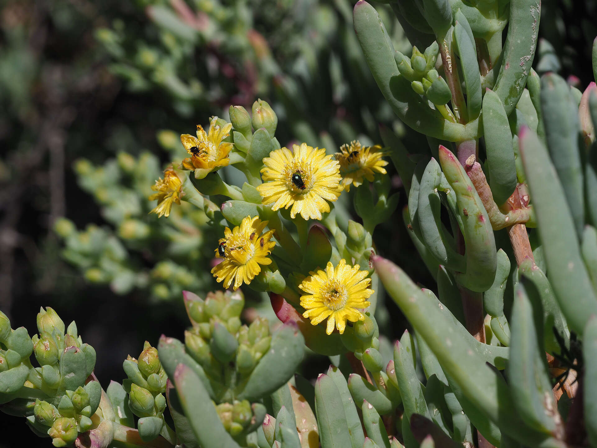 Imagem de Scopelogena verruculata (L.) L. Bol.