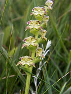 Image of Disperis renibractea Schltr.