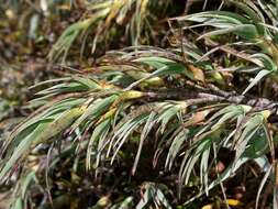 Слика од Dracophyllum kirkii Berggr.