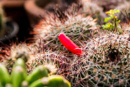 Image of Mammillaria anniana Glass & R. A. Foster