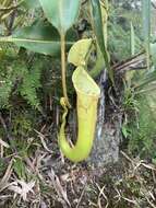 Image of Nepenthes chaniana C. Clarke, Chi. C. Lee & S. McPherson