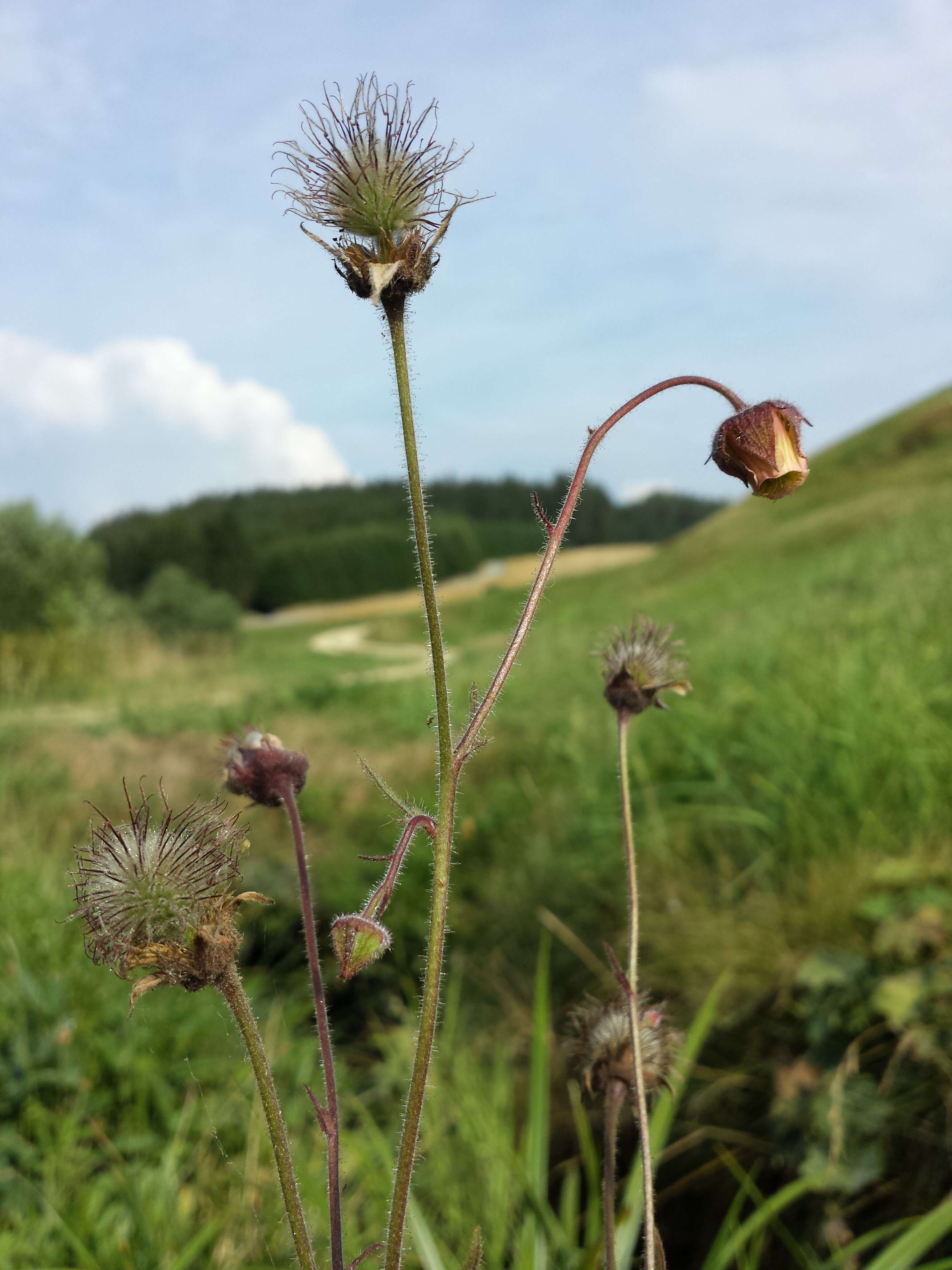 Image of Water Avens