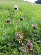 Image of Water Avens