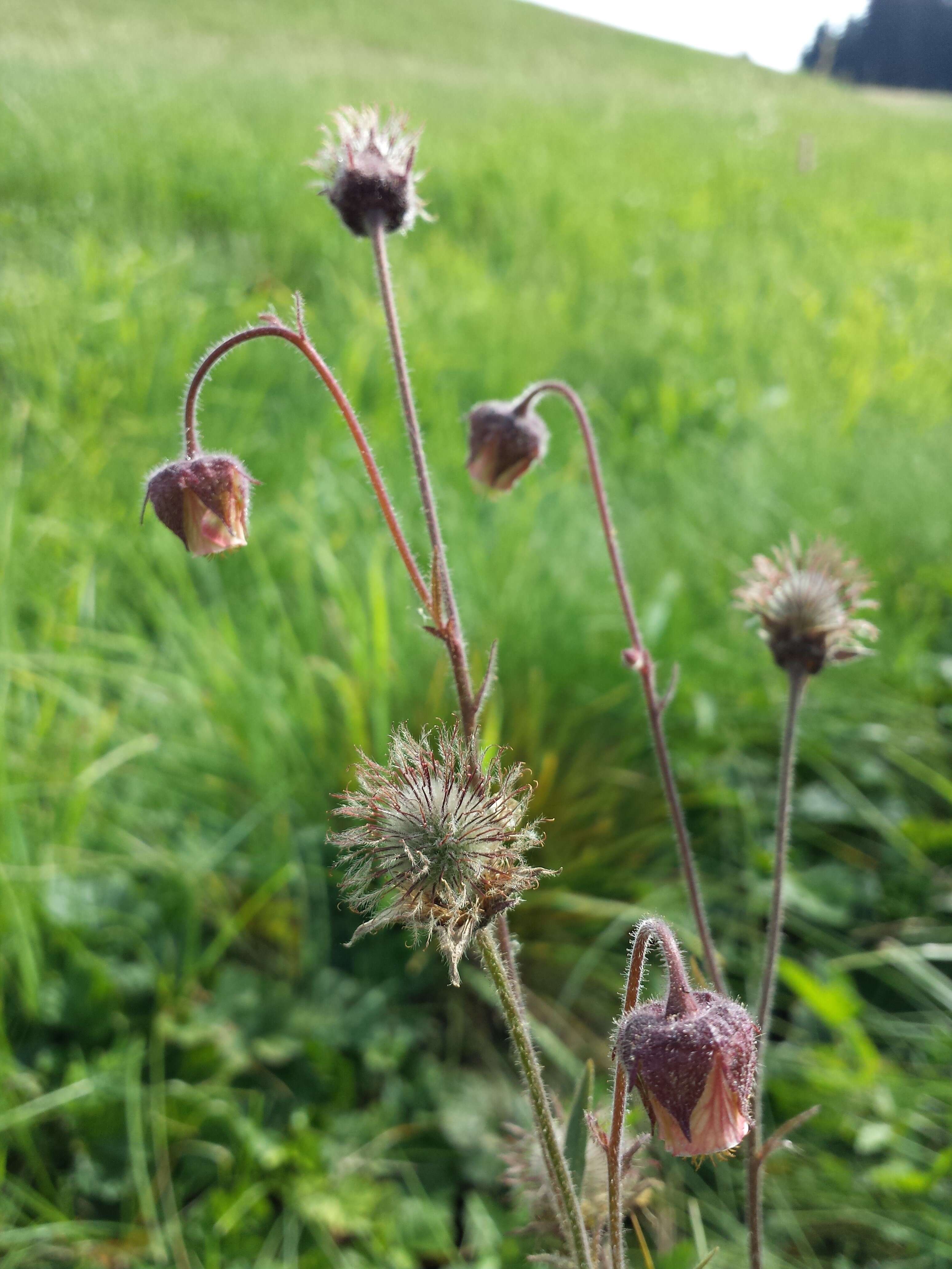 Image of Water Avens