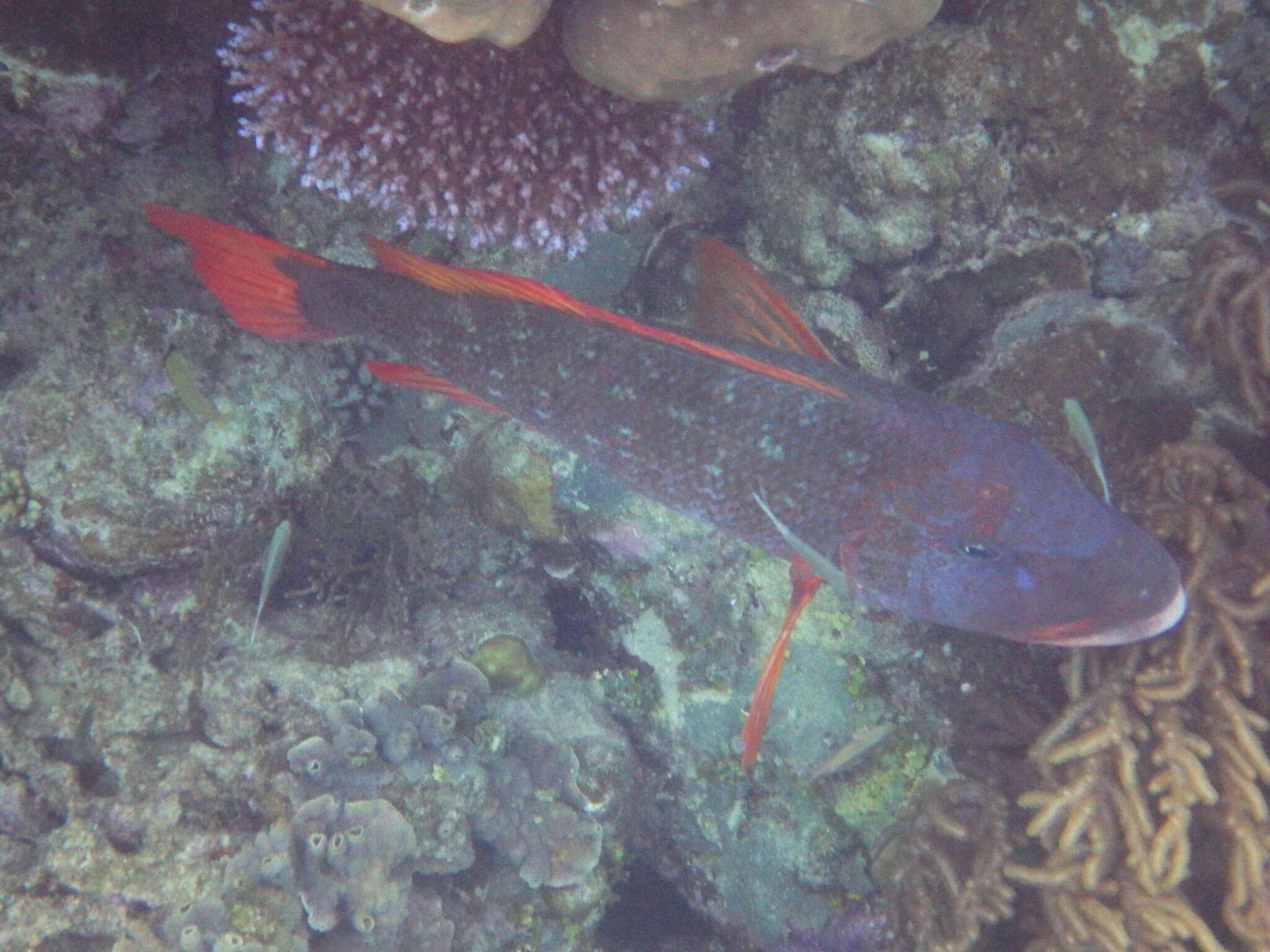 Image of Orange-spotted emperor