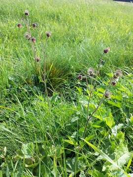 Image of Water Avens