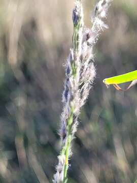 Digitaria brownii (Roem. & Schult.) Hughes resmi