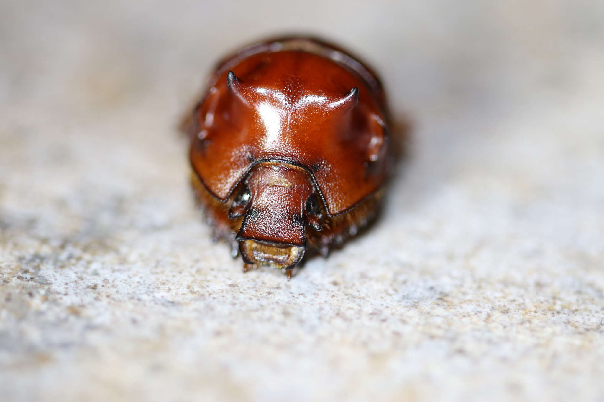 Plancia ëd Bradycinetulus ferrugineus (Palisot de Beauvois 1805)