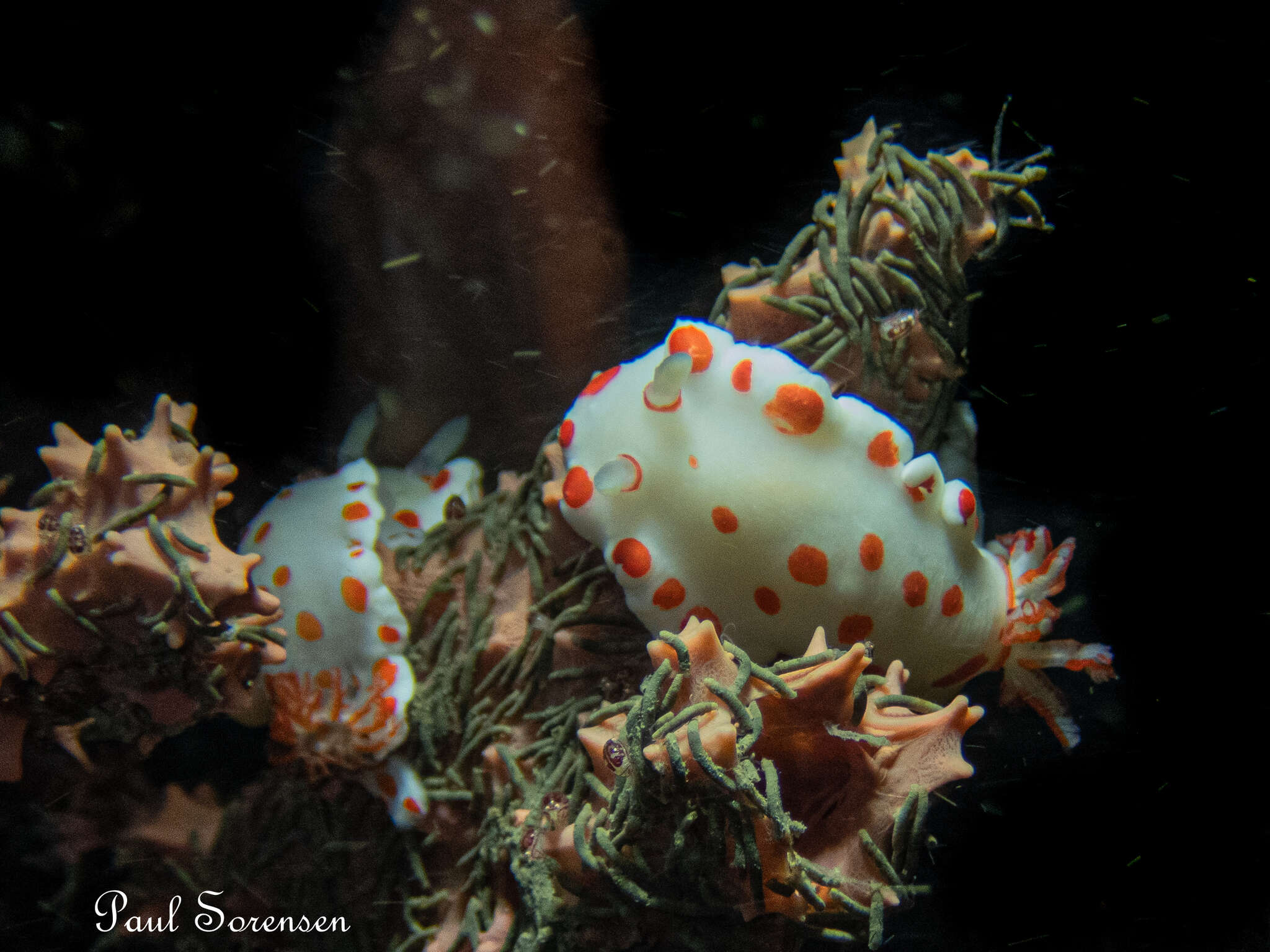 Image of Goniobranchus tasmaniensis (Bergh 1905)