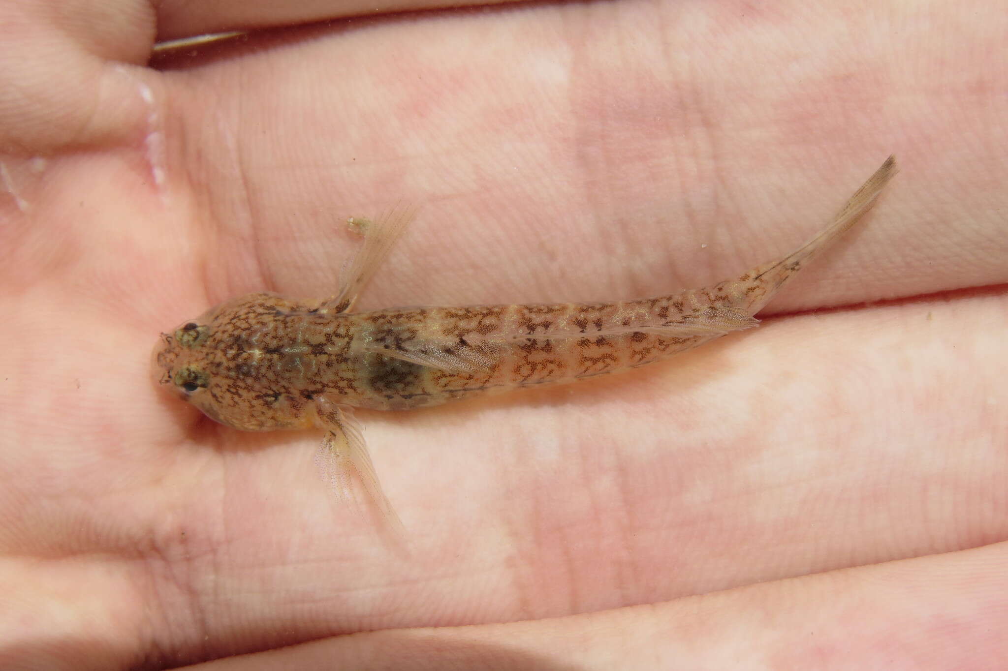 Image of Code goby