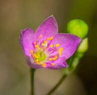 Image of prairie fameflower