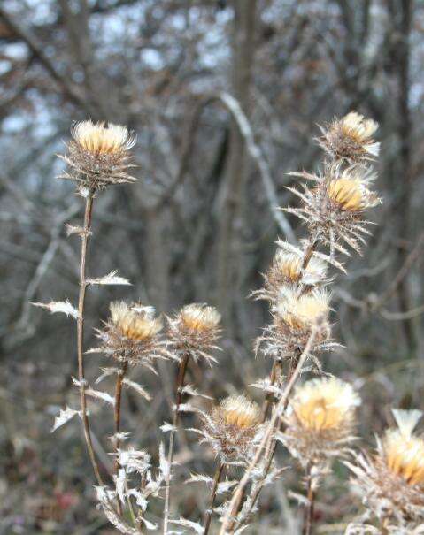 Image of carline thistle