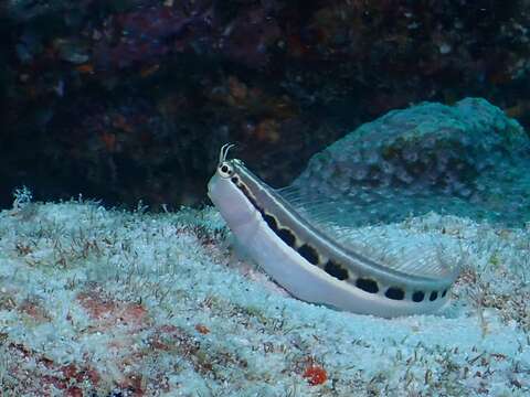 Image of Linear Blenny