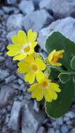 Image of Primula auricula L.