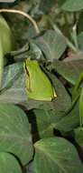 Image of Lemon-yellow tree frog