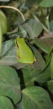 Image of Lemon-yellow tree frog