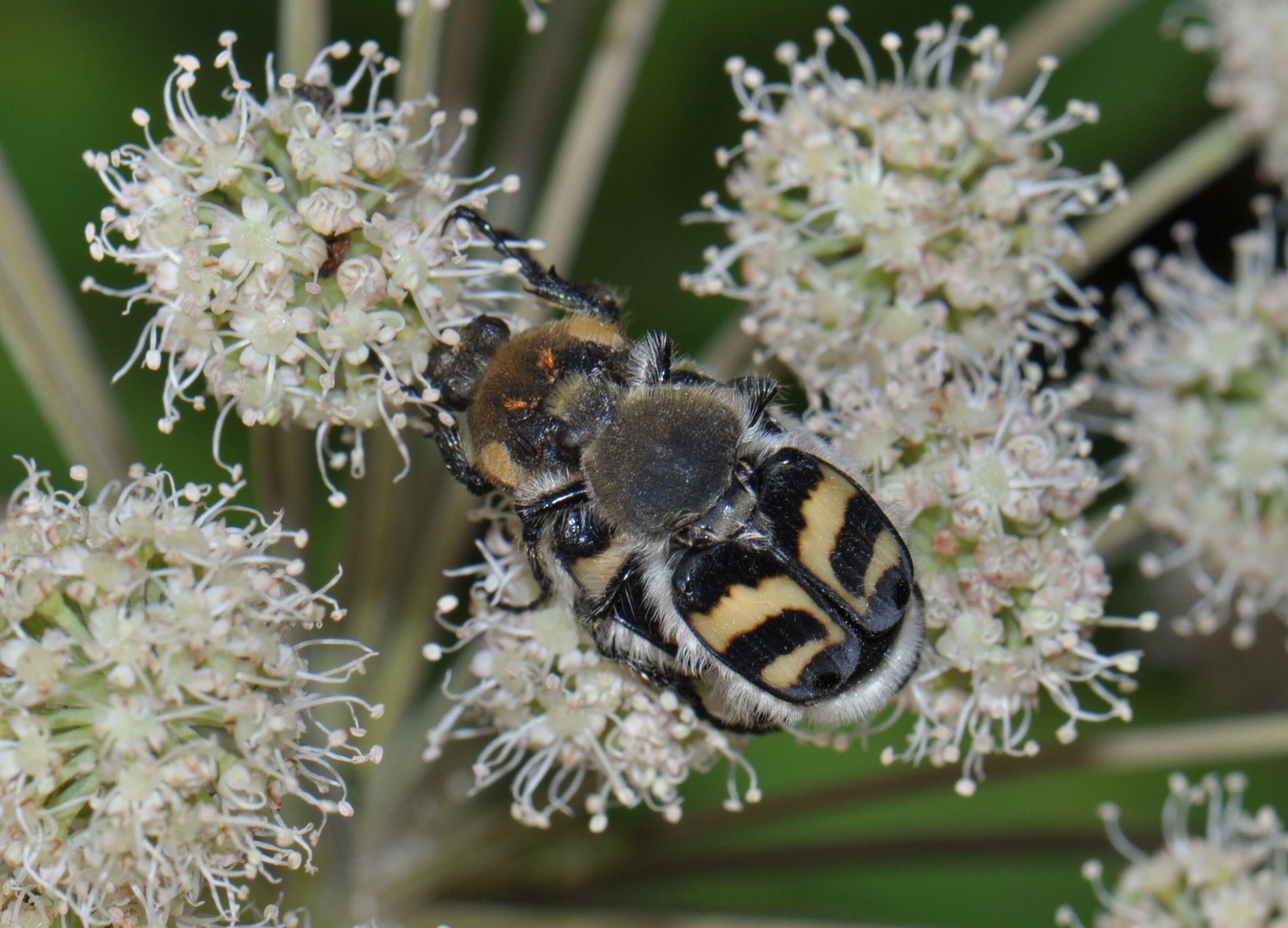 Image of Bee beetle