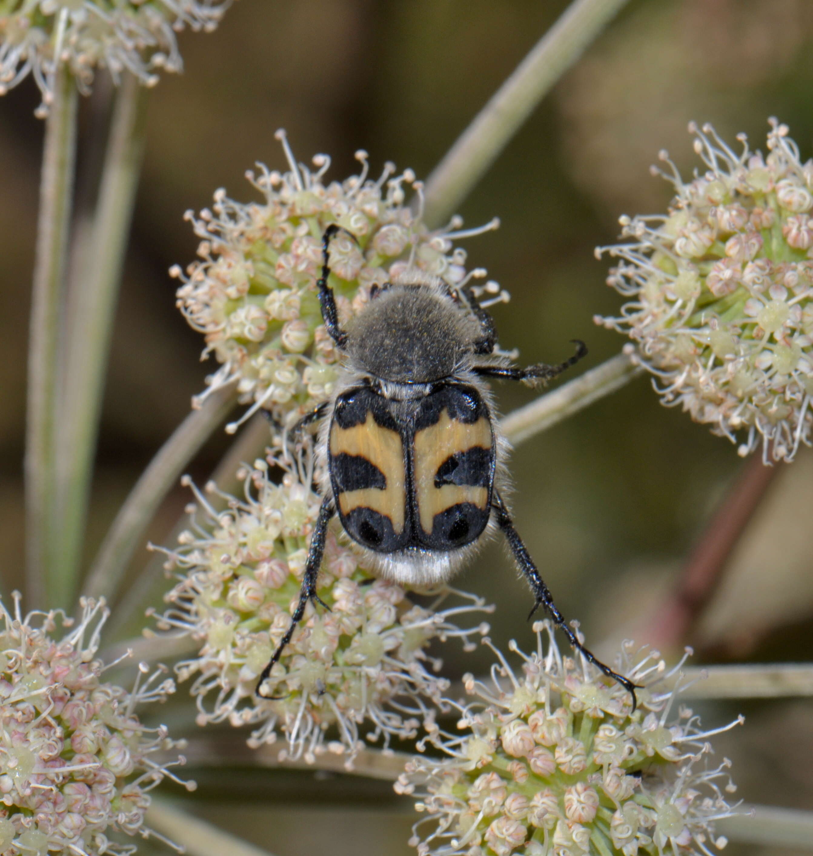 Image of Bee beetle