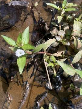 Image of Round-Fruit Hedge-Hyssop