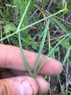 Image of Woolly-Head Clover