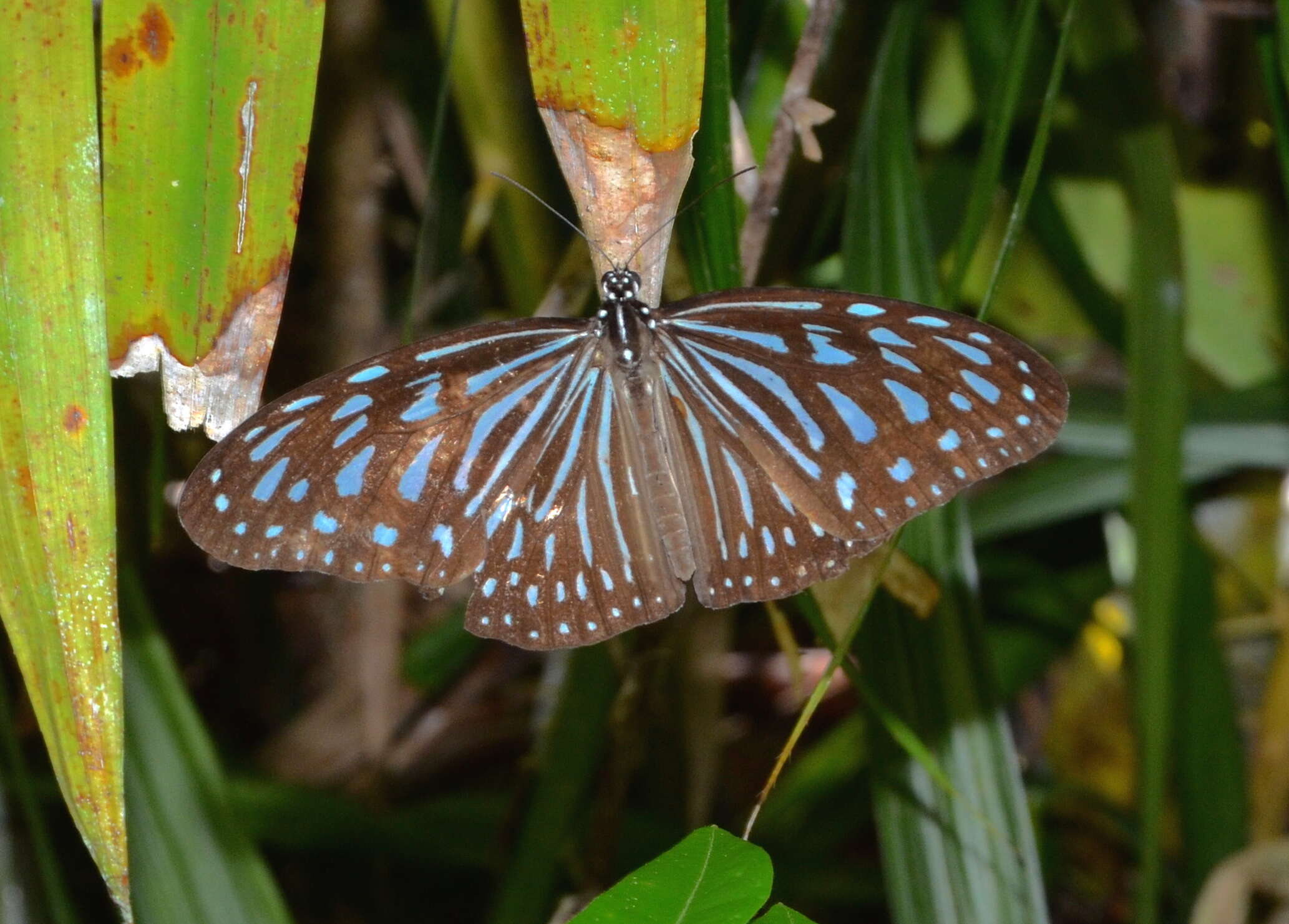 Image of Ideopsis vulgaris Butler 1874