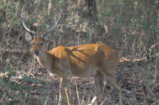 Image of Rucervus duvaucelii branderi Pocock 1943