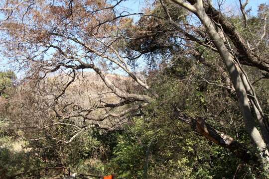 Image of River bushwillow