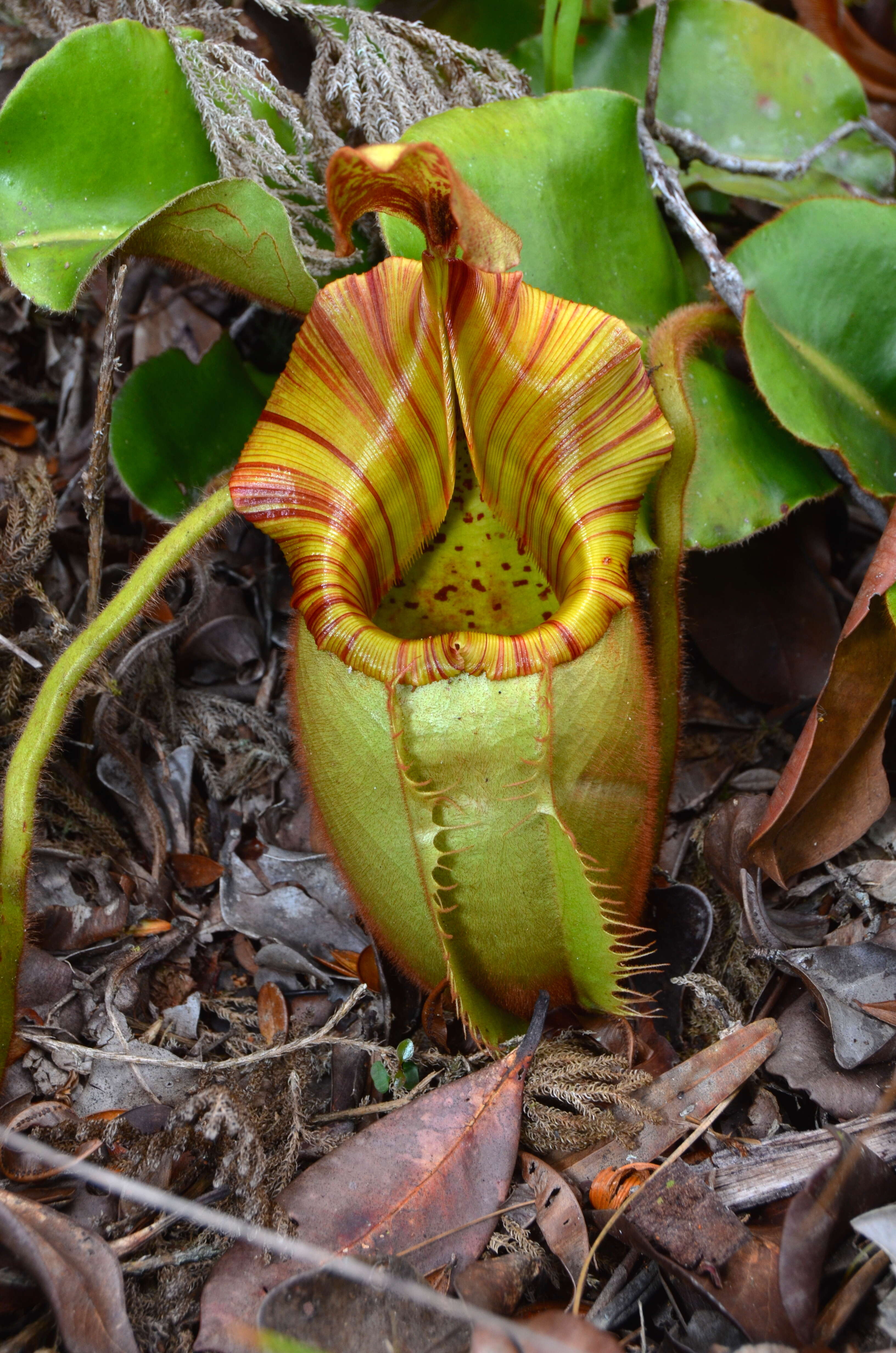 Слика од Nepenthes veitchii Hook. fil.