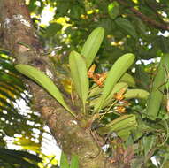 Imagem de Bulbophyllum lobbii Lindl.