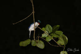 Image of Common Paradise Kingfisher