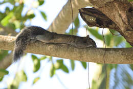 Image of Collie's Squirrel