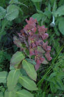 Image of Euphorbia oblongifolia (K. Koch) K. Koch