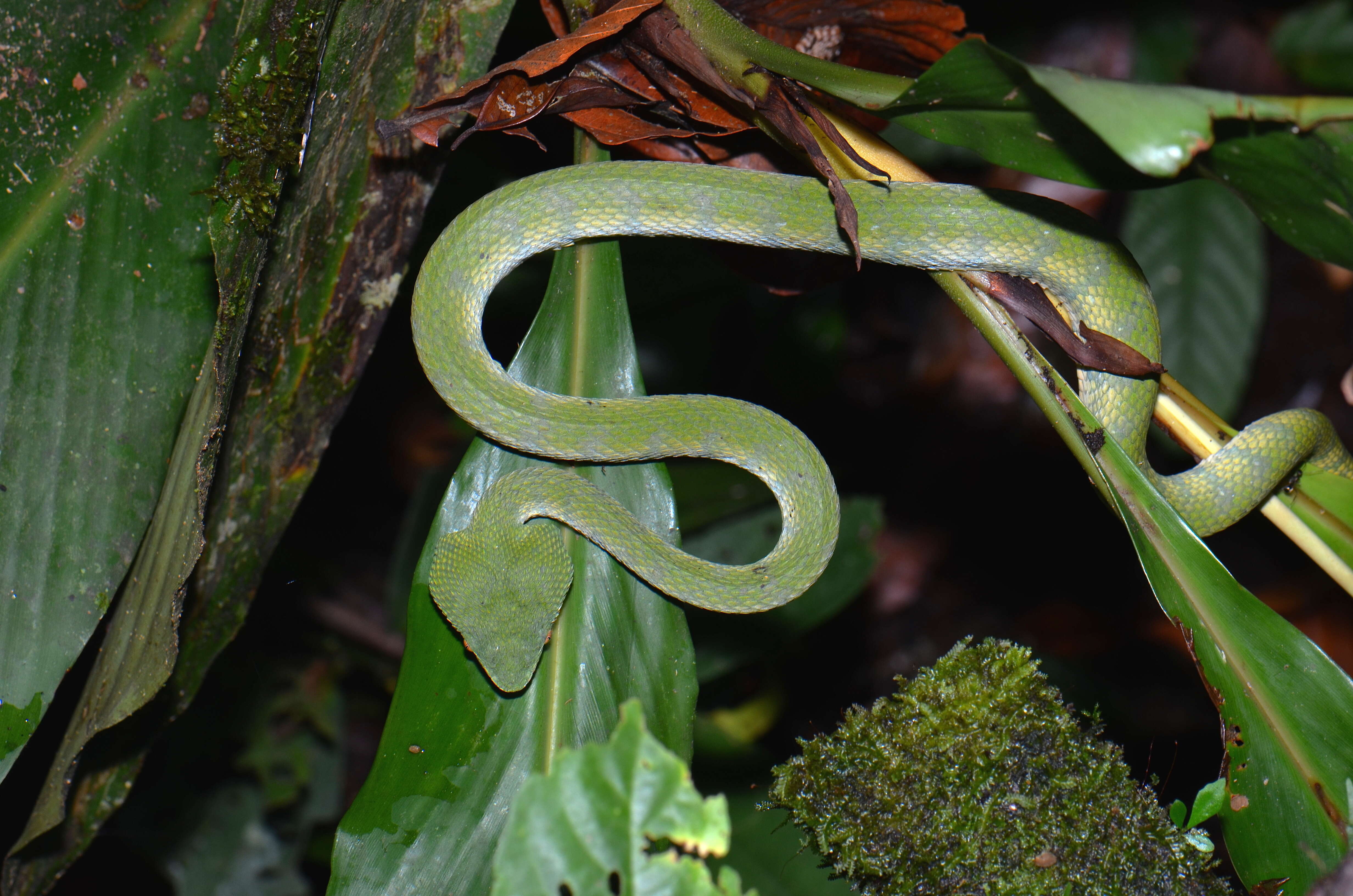 Image of Bornean Keeled Green Pit Viper