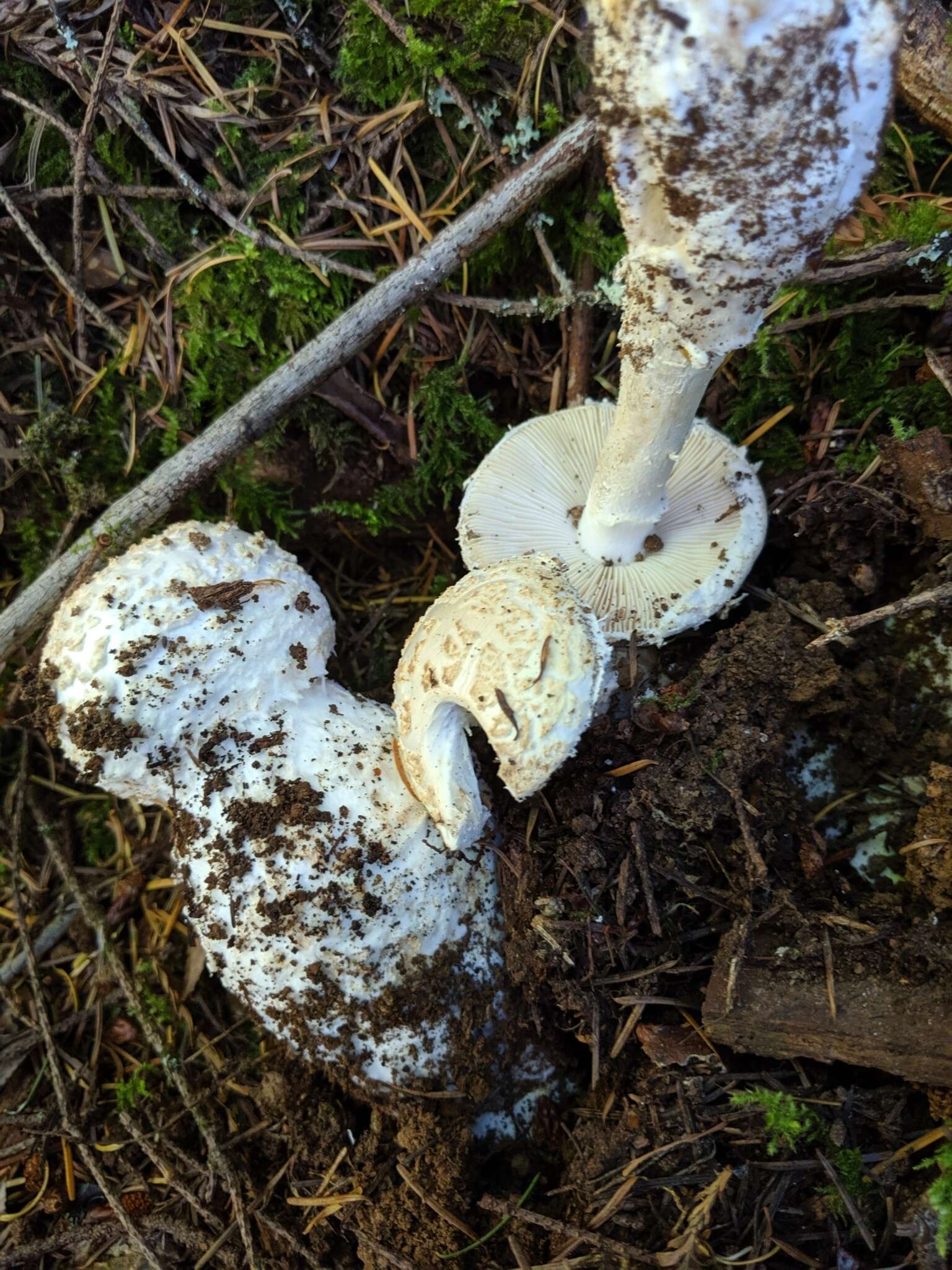 Plancia ëd Amanita smithiana Bas 1969