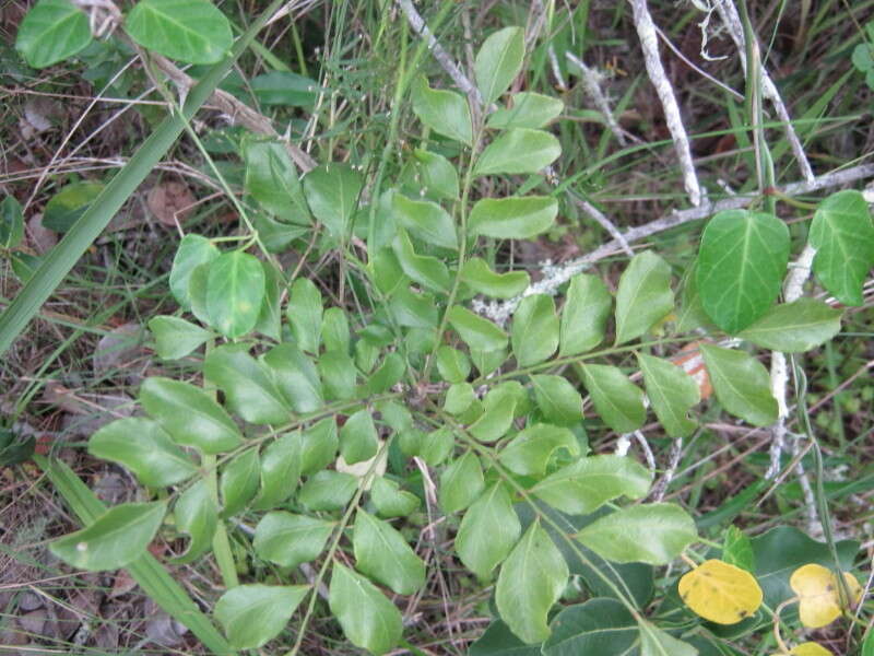 Image de <i>Clausena <i>anisata</i></i> var. anisata