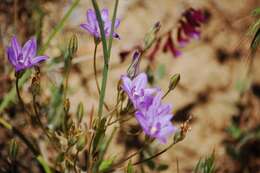 Sivun Brodiaea jolonensis Eastw. kuva