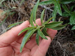 Image of Jatropha capensis (L. fil.) Sond.