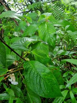 Image de <i>Liebigia horsfieldii</i>