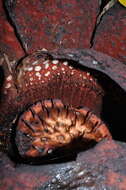 Image of Rafflesia tuan-mudae Becc.