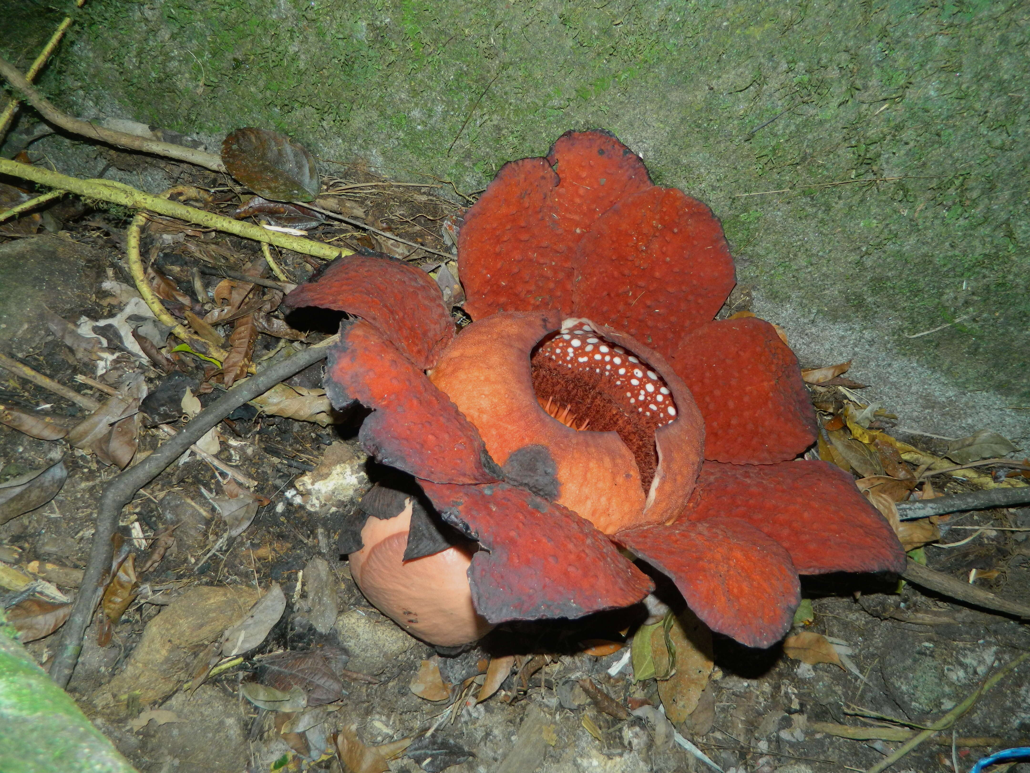 Image of Rafflesia tuan-mudae Becc.