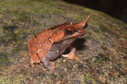 Image of Borneon Horned Frog